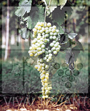 Foto di un grappolo d'uva di Malvasia Candia R2